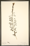 Linaria vulgaris RCPGdnHerbarium (132).JPG